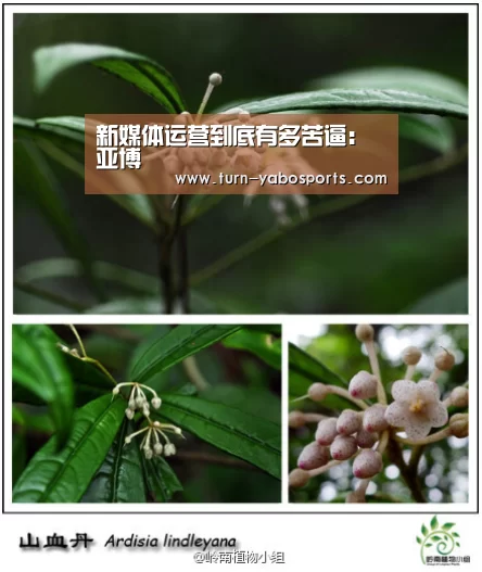 新媒体运营到底有多苦逼:亚博(图2) 亚博体育